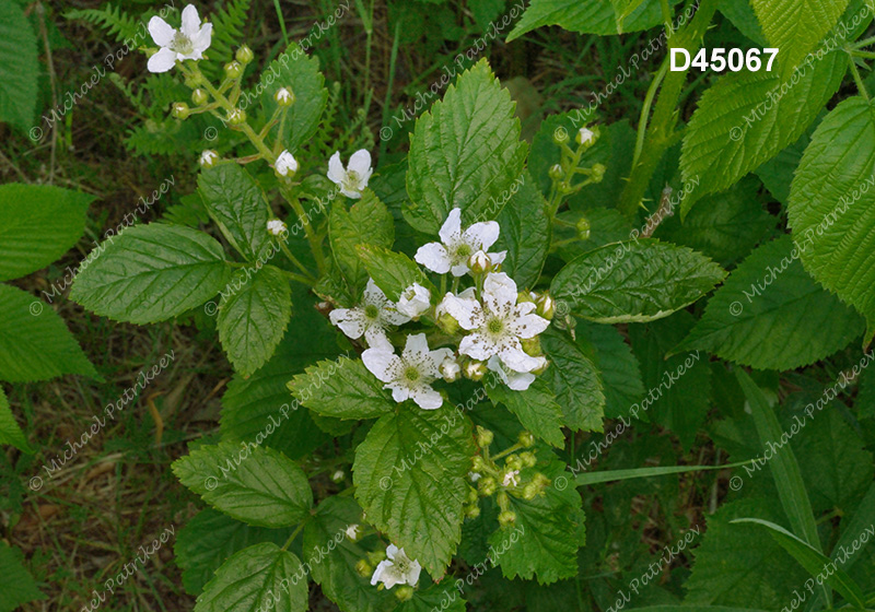 Allegheny Blackberry (Rubus allegheniensis)